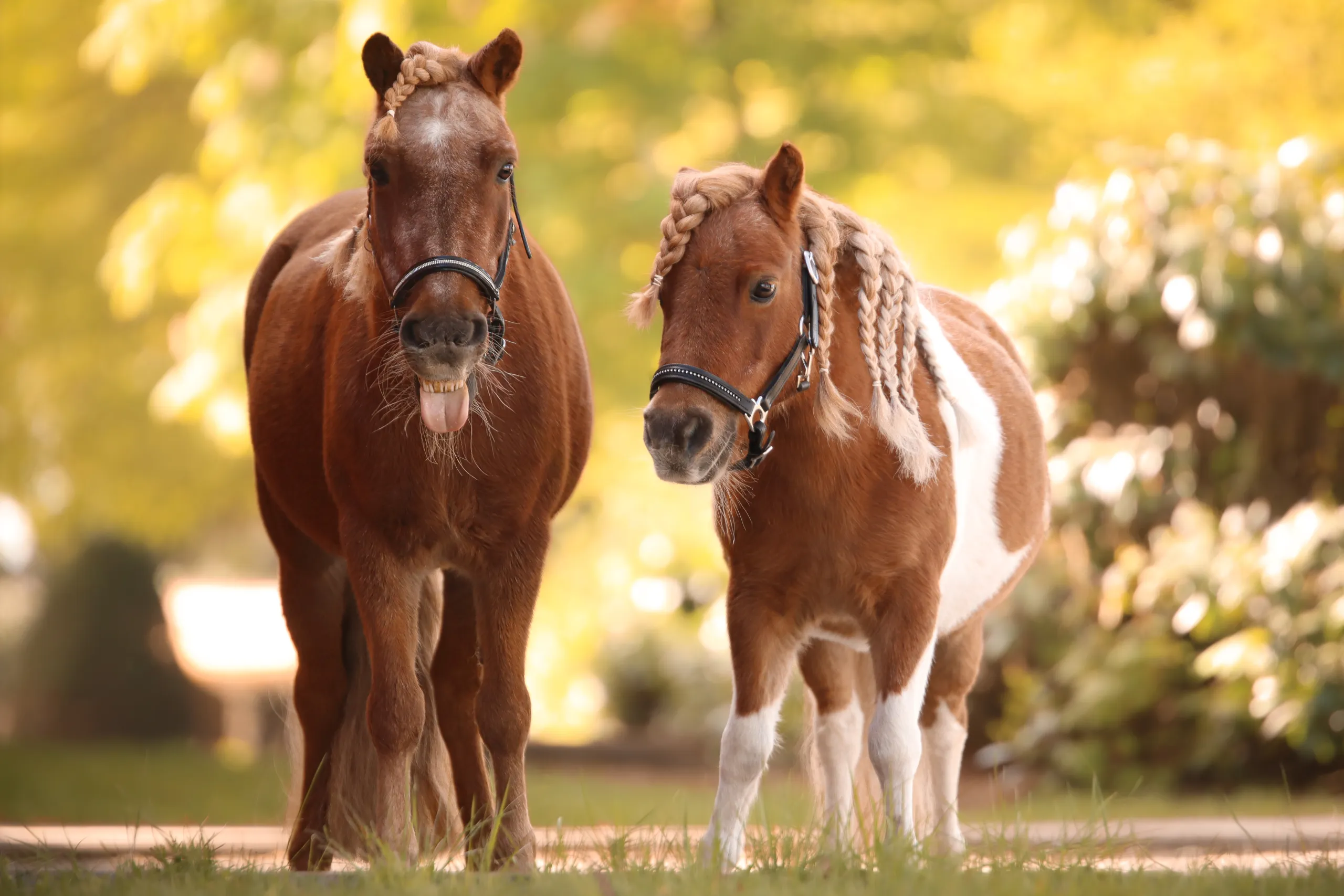 Ponys auf der Koppel im Herbst